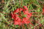 Magic lily <BR>Red spider lily